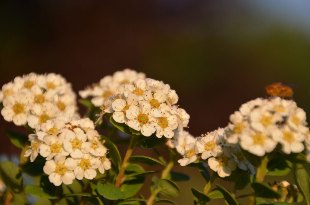 DSC_0390-1024x678
