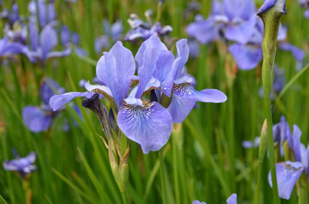 DSC_5422-1024x678
