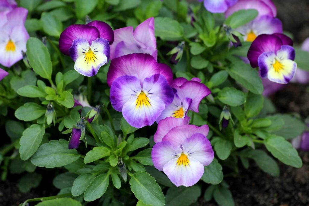 pansies-4196355_1920-1-1024x683